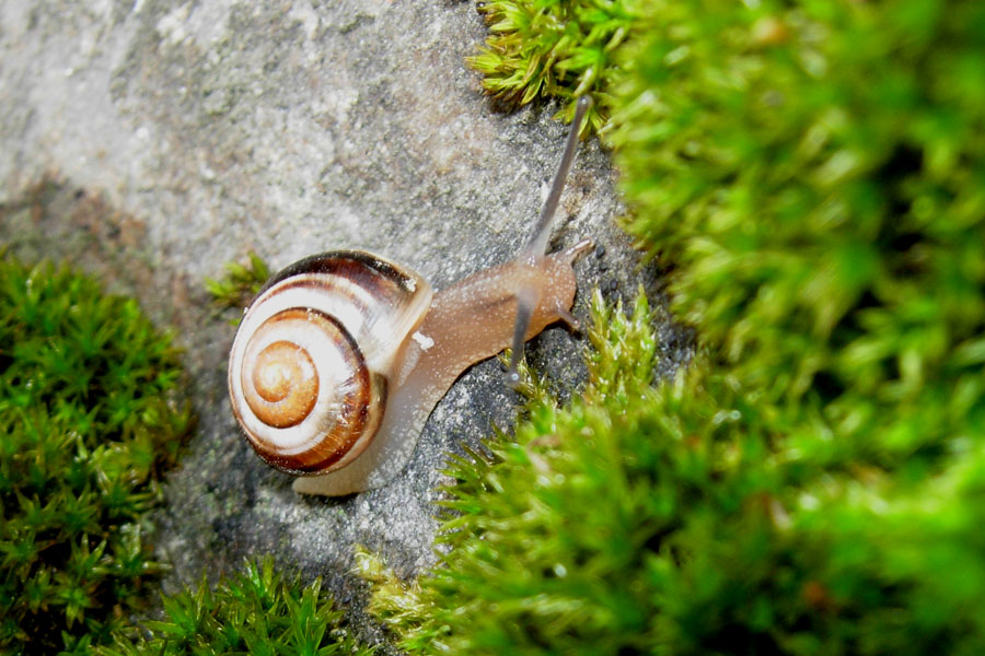 Chilostoma sp?